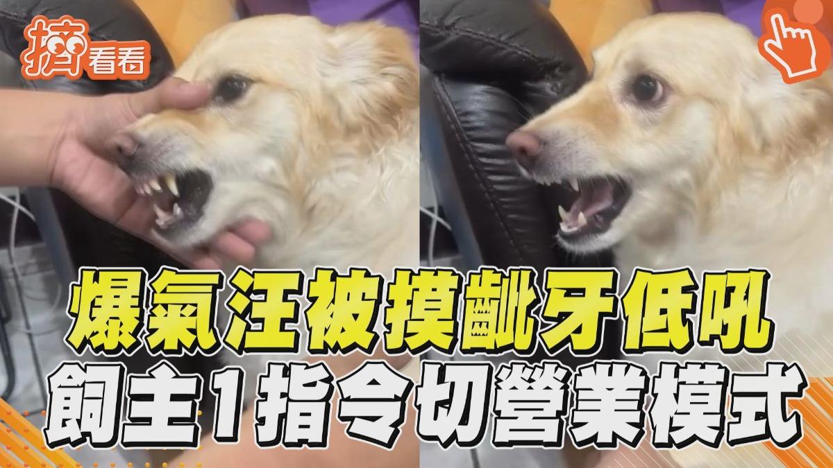 影音/爆氣汪被摸齜牙低吼 飼主突下1指令網笑:當代牛馬現狀