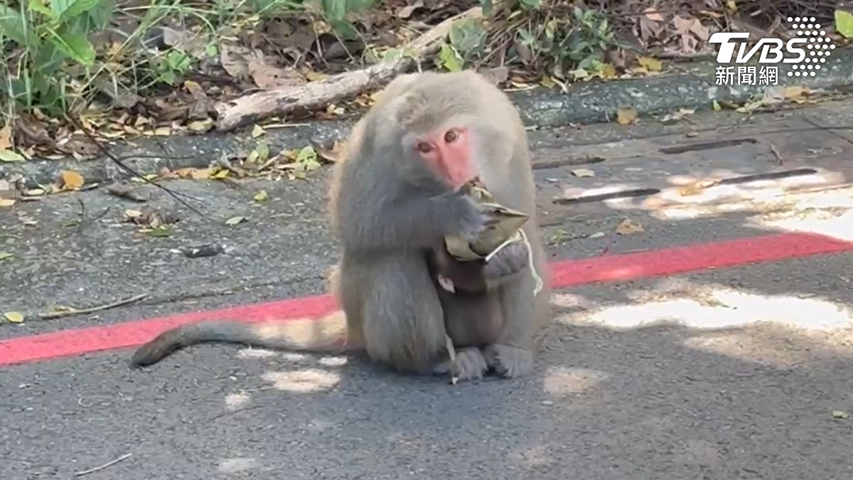 猴子也慶端午吃粽! 蔬果堆成小山 疑刻意餵食最高罰1萬