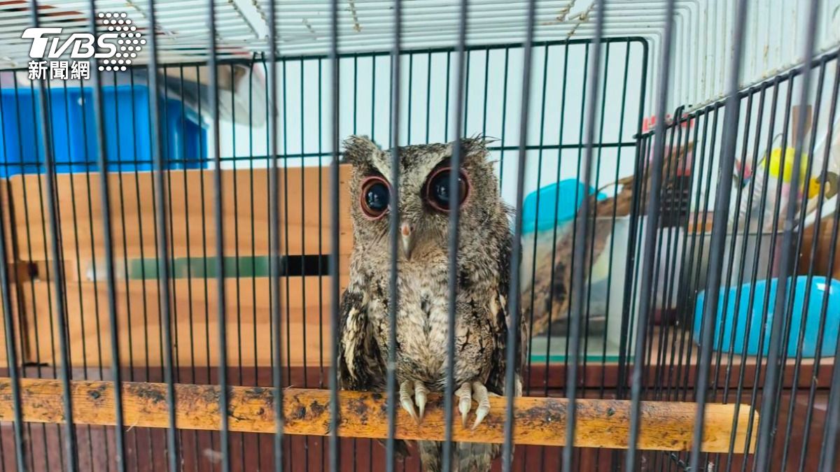 臉書高調炫獵捕片!新北男狗鏈栓台灣獼猴、囚貓頭鷹 下場慘