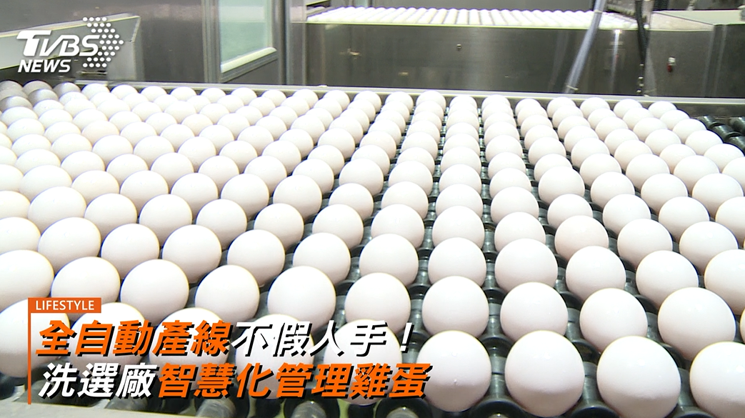 一顆雞蛋的食安旅程!從源頭管理看懂「安心吃蛋」關鍵