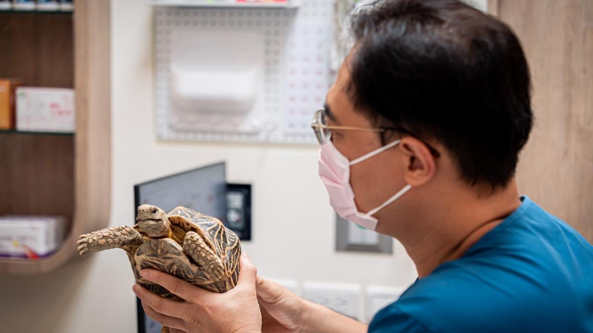 異寵禁養新制上路!飼主2大痛點曝 專家籲建立「專屬醫療體系」
