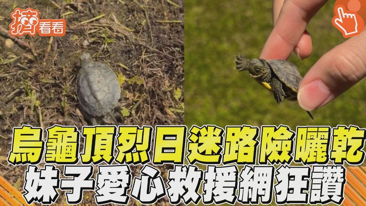 影音/烏龜頂烈日迷路「險曬乾」! 妹子愛心救援網狂讚