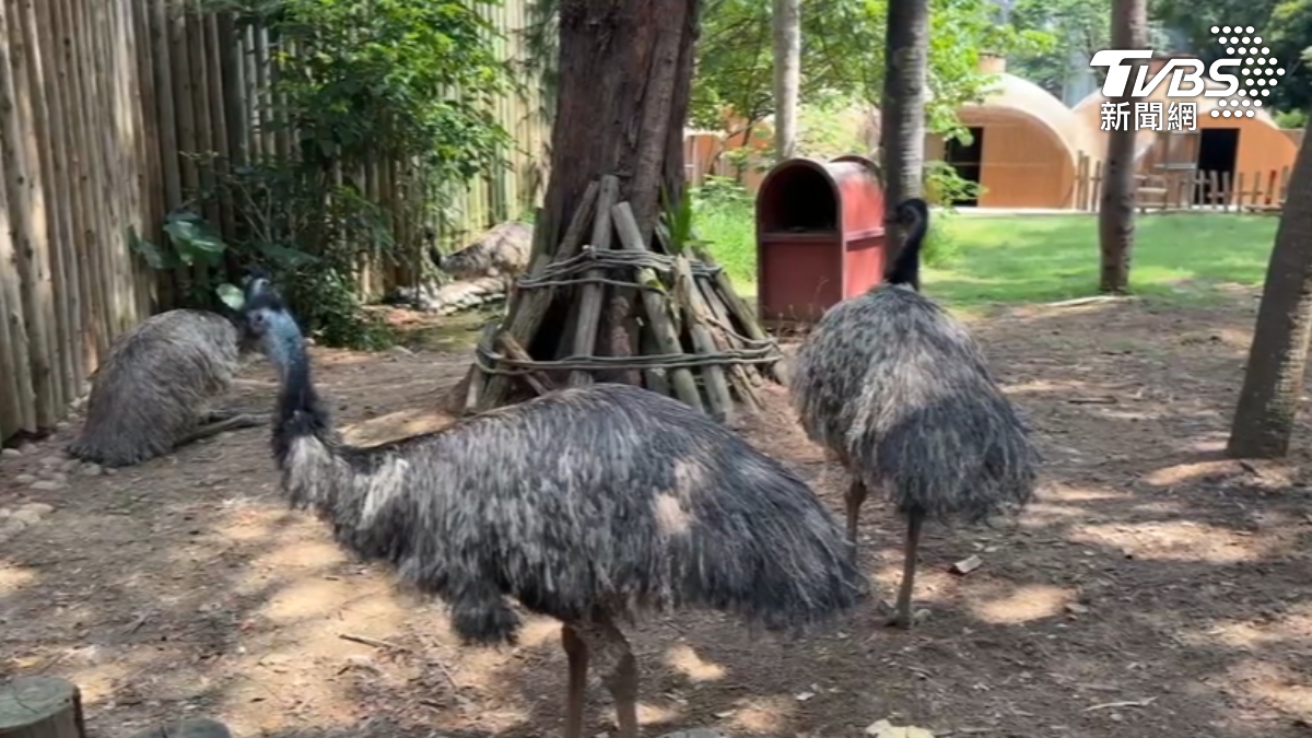 影音/巴威要來了!「桃園8景點」急封園 動物也避難