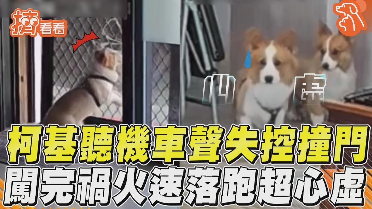 影音/柯基聽機車聲失控「撞倒紗窗門」 闖禍「火速落跑」超心虛