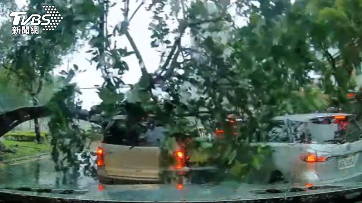 影音/台北市颳9級陣風!逾170件樹倒 轎車遭樹猛砸