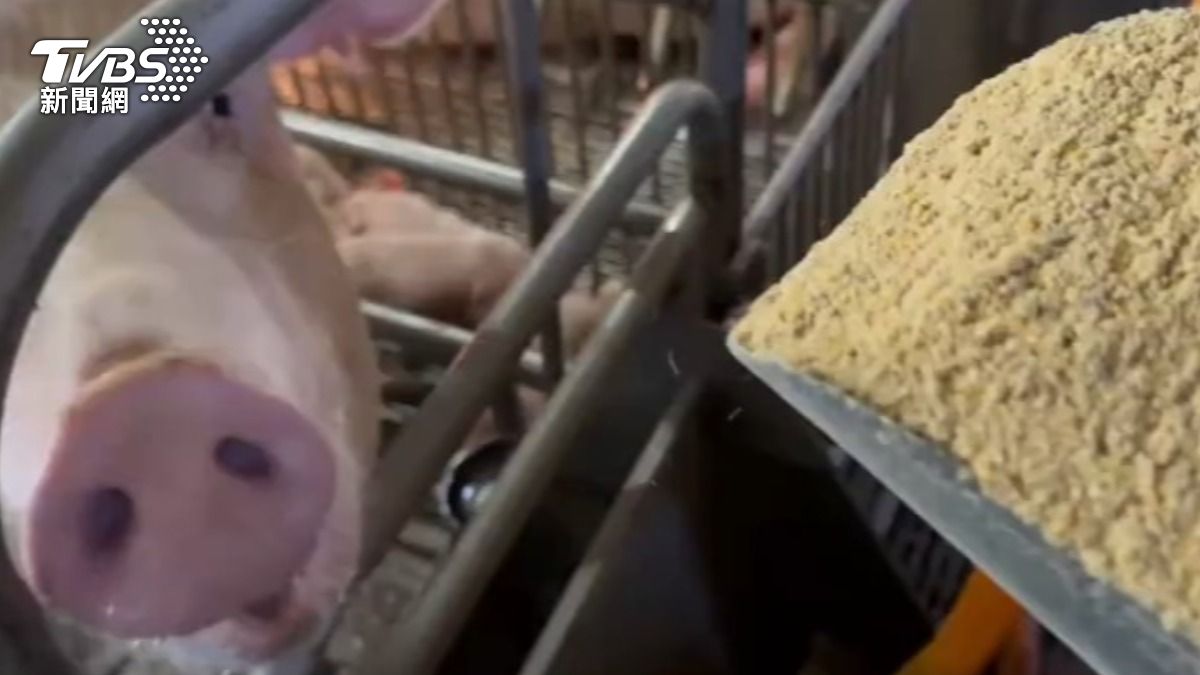 影音/雞豬肉漲價?中聯遭停工 恐推升飼料成本