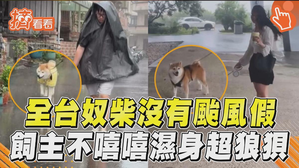 影音/柴柴の堅持!颱風天出門淋雨棒賽 全台飼主「不嘻嘻」超狼狽