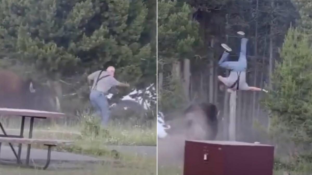 有片/黃石公園野牛暴走!老翁被頂飛2米高 「空中翻滾」重摔命危