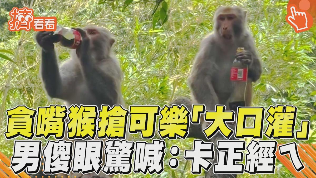 影音/貪嘴猴搶奪可樂「大口狂灌」! 男驚喊「卡正經ㄟ」:喝太多不好