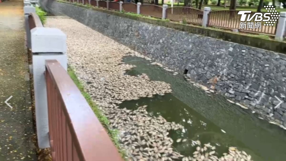 影音/只有這裡不尋常!楠梓後勁溪大量魚群暴斃 市府溯源緝凶