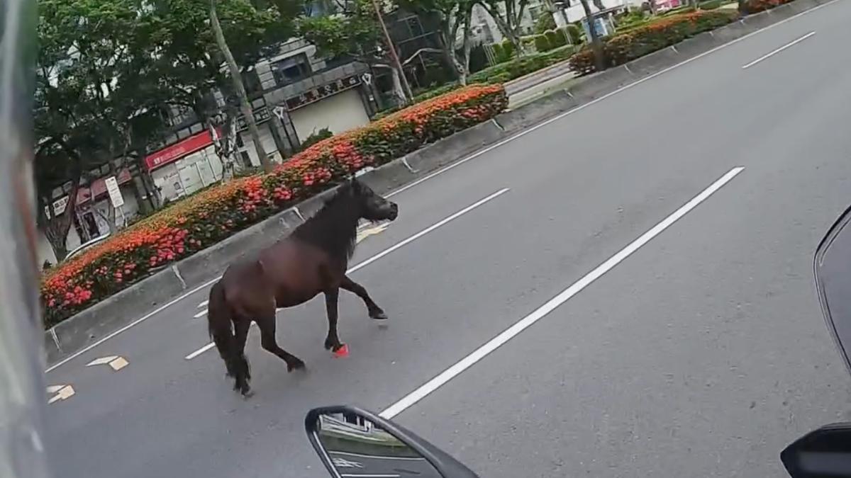 又是牠!北投迷你馬3度脫逃逛大街 騎士傻眼互看