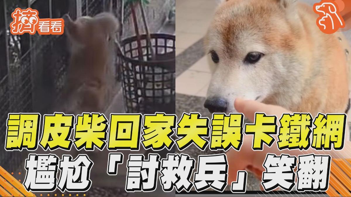 影音/調皮柴回家失誤卡鐵網 尷尬「討救兵」笑翻