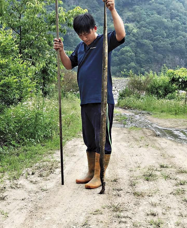 曾有身長超越成年男子的眼鏡蛇出沒泰安鄉農田中,還有農民被嚇得不敢下田工作。(翻攝網路)