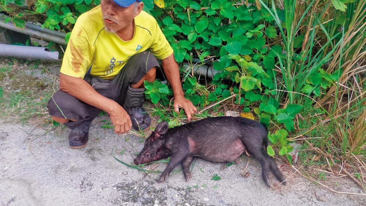 「蘭嶼山豬王」鍾馬雄帶著他的獵犬,深入獵區「為民除害」。