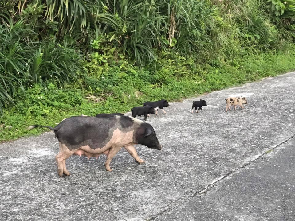 豬隻在蘭嶼當地的環島公路上隨處可見,更可見大小豬隻招搖過街、與車爭道。