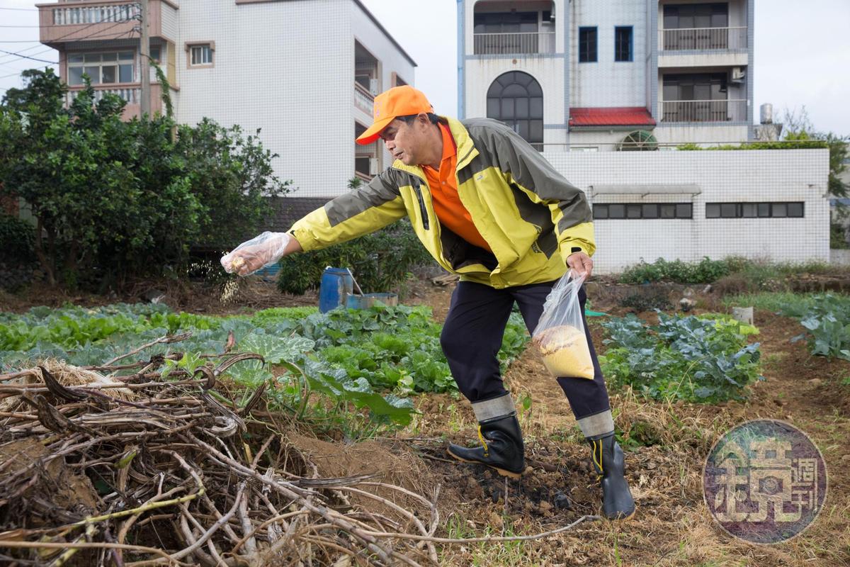 淡水屯山里農民自發性撒藥對抗紅火蟻,但新北缺乏中央統籌角色,難以將其全數撲滅。