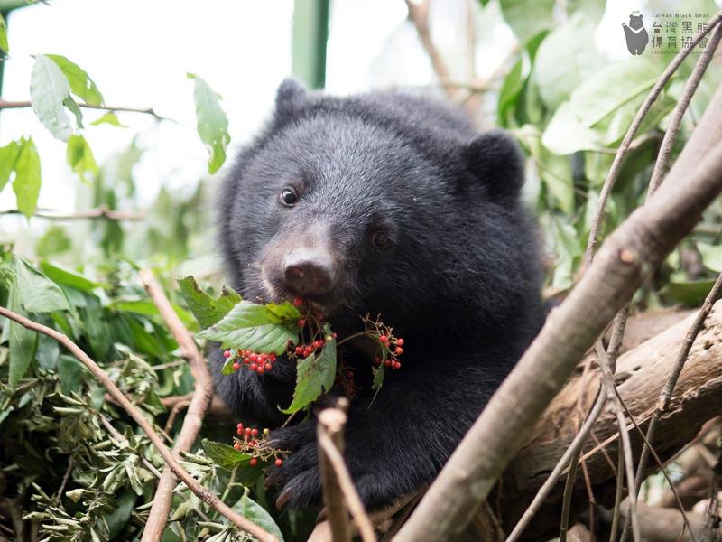 圖／翻攝自台灣黑熊保育協會