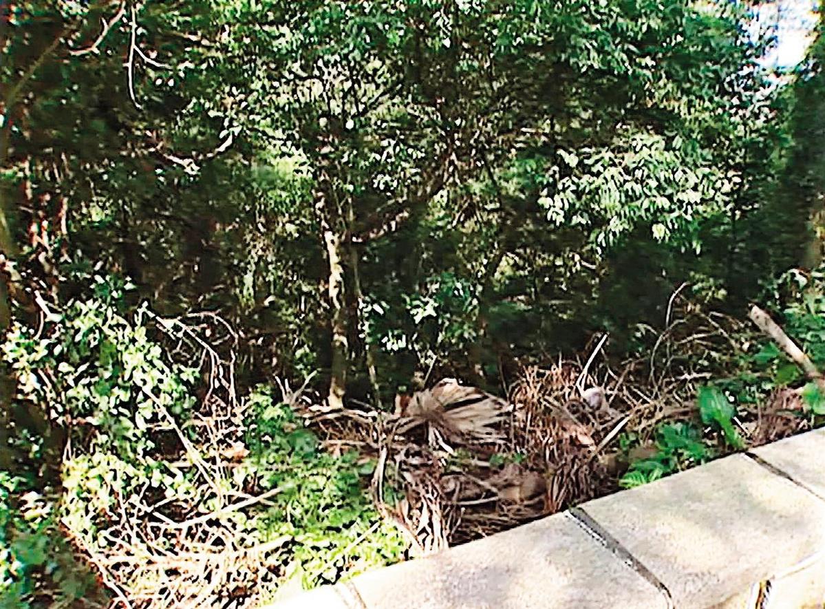 徐志忠被登山客發現陳屍在外雙溪山區一處雜草叢中。(東森新聞提供)