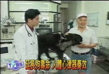 延長 愛犬 壽命人體心律器奏效 Tvbs新聞網