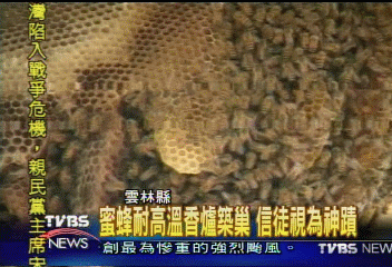 蜜蜂耐高溫香爐築巢 信徒視為神蹟