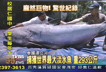 捕獲世界最大淡水魚重293公斤 Tvbs新聞網