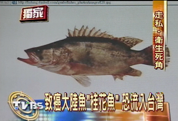 獨家 致癌大陸魚 桂花魚 恐流入台灣 Tvbs新聞網