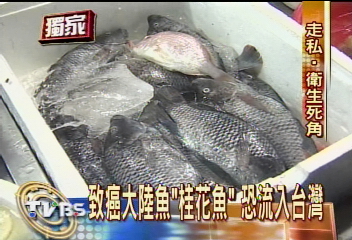 獨家 致癌大陸魚 桂花魚 恐流入台灣 Tvbs新聞網