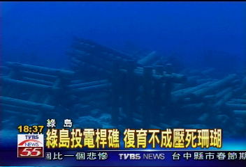 綠島投電桿礁 復育不成壓死珊瑚