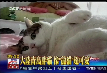  大陸青島胖貓　像「龍貓」超可愛