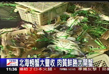 北海螃蟹大豐收 肉質鮮勝大閘蟹