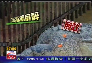 鱷魚傷人 護鱷 救斷肢 生死決定一瞬間 Tvbs新聞網