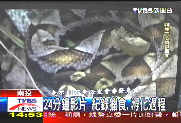 揚名國際!百步蛇影片 奪美3大獎