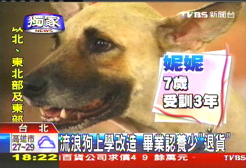 〈獨家〉流浪狗上學改造 畢業認養少「退貨」│TVBS新聞網