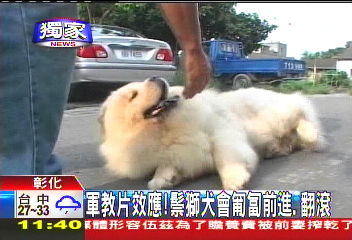 獨家 軍教片效應 鬃獅犬會匍匐前進 翻滾 特技 Tvbs新聞網