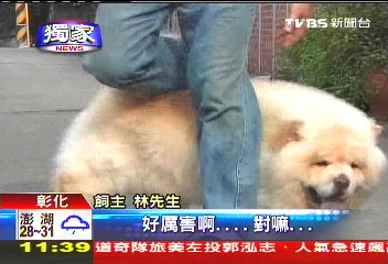 獨家 軍教片效應 鬃獅犬會匍匐前進 翻滾 特技 Tvbs新聞網