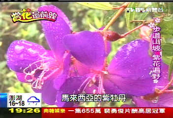 賞花最前線 浪漫花海 梅嶺不只梅花紫牡丹接力 牡丹花 Tvbs新聞網