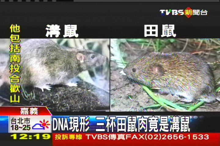DNA現形 三杯田鼠肉竟是溝鼠│TVBS新聞網