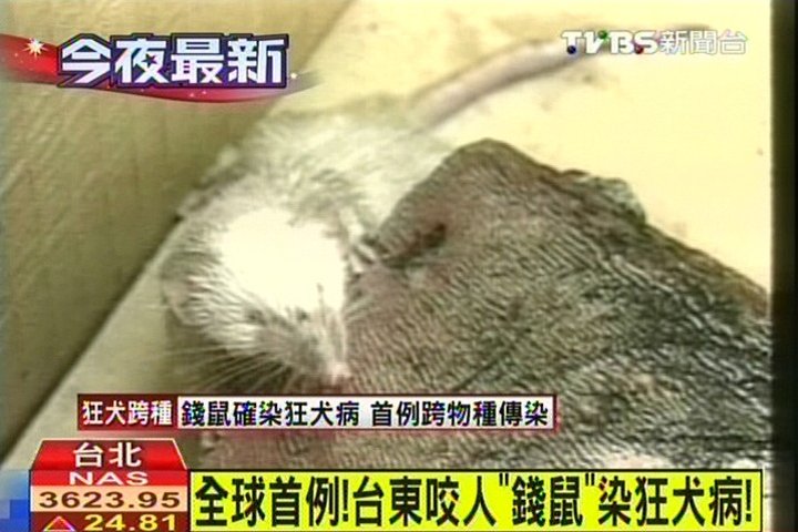 全球首例！ 台東咬人「錢鼠」染狂犬病！│TVBS新聞網