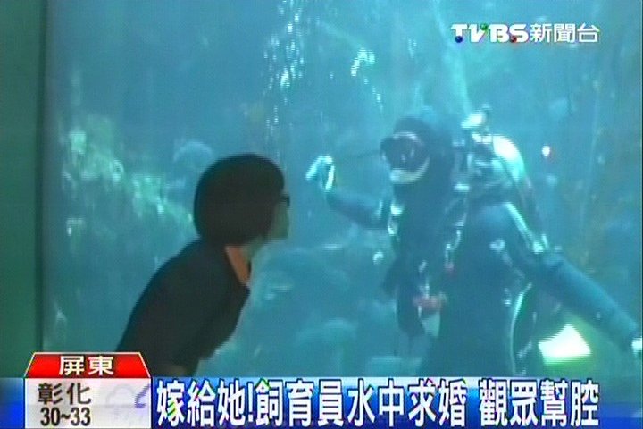 水中貝殼藏鑽戒 情人節藻缸內求婚 Tvbs新聞網