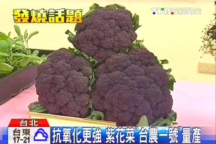 抗氧化更強紫花菜 台農1號 量產 花椰菜 草莓 Tvbs新聞網