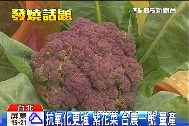 抗氧化更強紫花菜 台農1號 量產 花椰菜 草莓 Tvbs新聞網