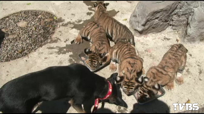 幼虎拜狗為師 同居 學吃喝玩樂 老虎 小黑狗 學習 Tvbs新聞網