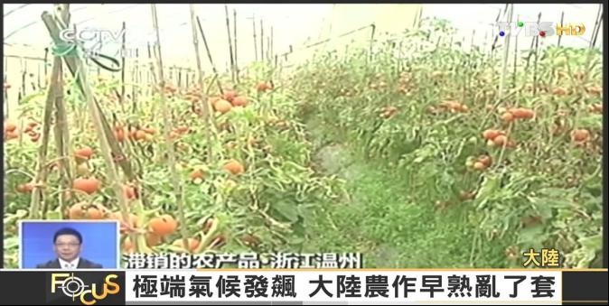 【FOCUS新聞】極端氣候發飆 大陸農作早熟亂了套