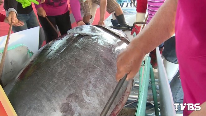 【搶救海洋】科學家:2048年野生魚類消失 人類無魚可吃 黑鮪魚 海洋資源 野生魚類3