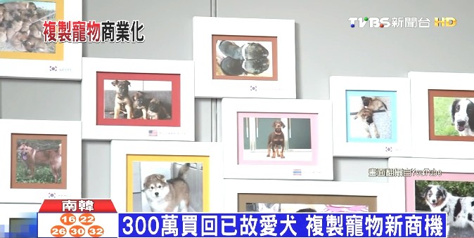 韓複製技術商業化 300萬幫你複製愛犬
