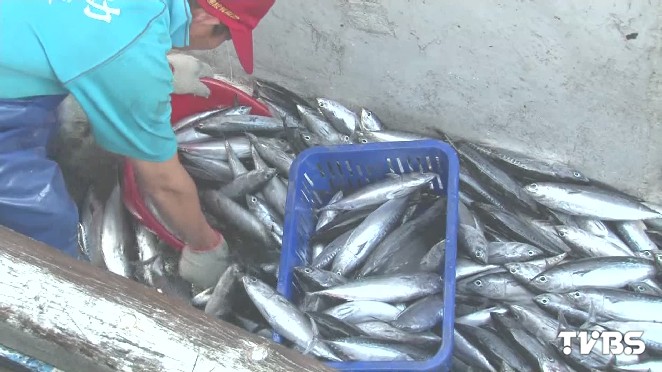 便宜賣！4-9月鰹魚盛產一尾僅10元│澳底漁港│漁獲│搶便宜│TVBS新聞網