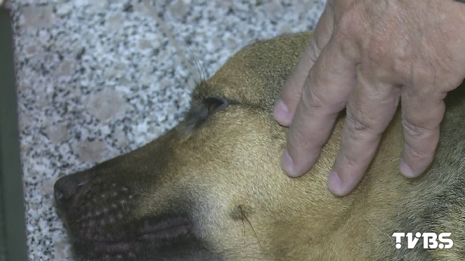動物催眠大破解 催眠師徐明 多訓練就行 傳達訊息 放鬆 睡覺 Tvbs新聞網