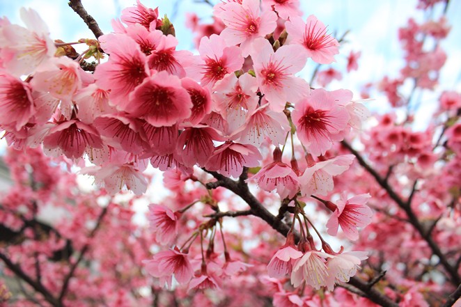 快筆記! 北市賞櫻24條「粉紅步道」報你知