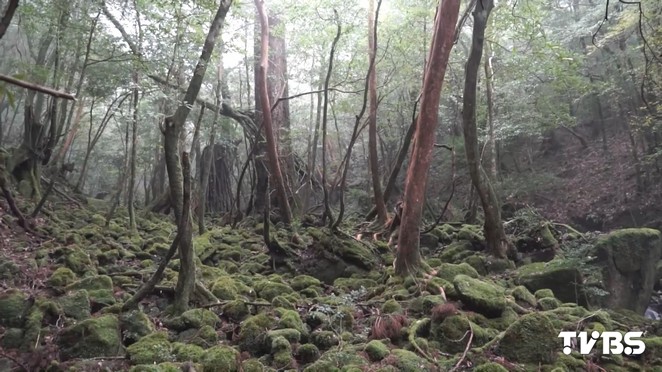 海上阿爾卑斯山 「屋久島」魔法公主舞台