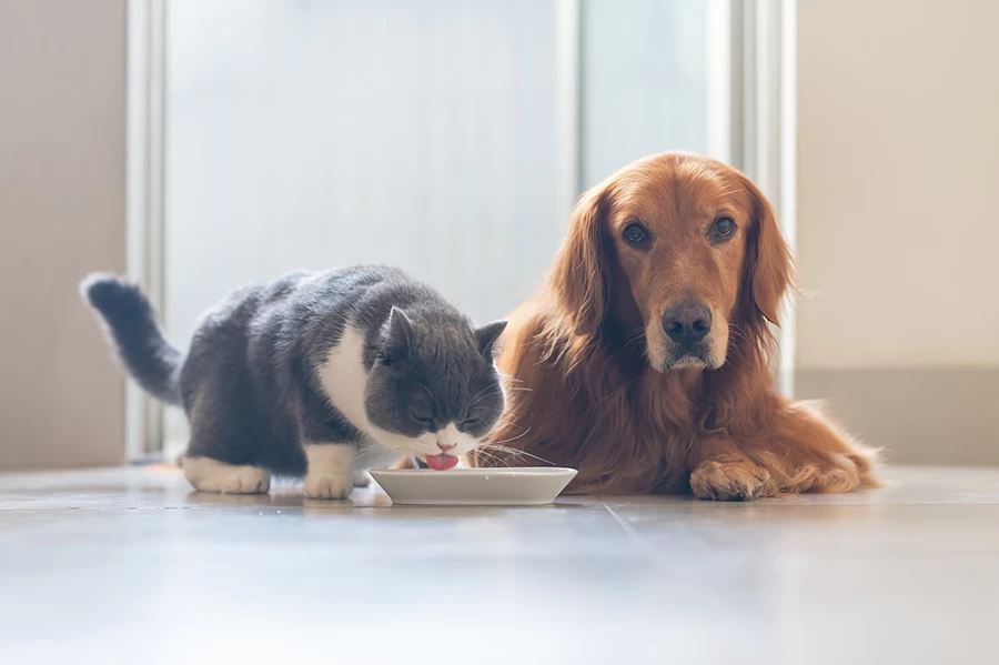 4. 寵物飼料盆（飯碗）不要隨意擺放